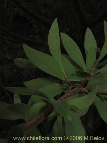 Bild von Embothrium coccineum (Notro, ciruelillo). Klicken Sie, um den Ausschnitt zu vergrössern.